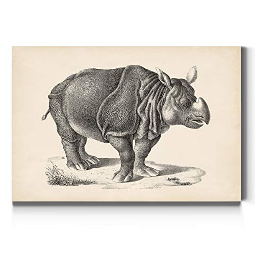 Brodtmann Rhinoceros