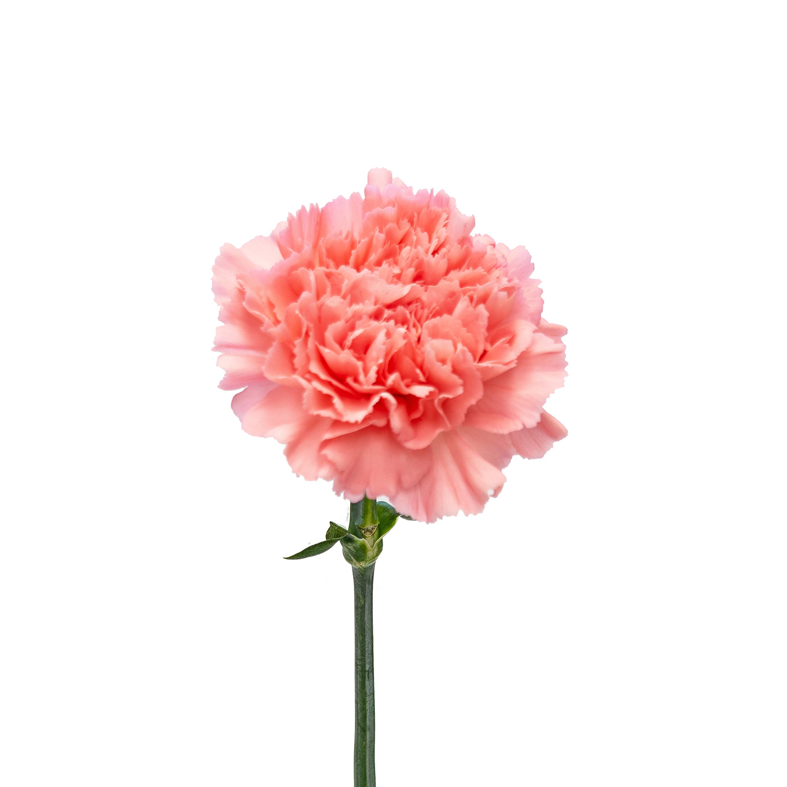 FlowerPrime 150 Pink Carnations - Fresh Natural Cut Flowers for Weddings, Home Decor & Special Occasions | Long-Lasting Blooms for DIY Arrangements & Gifts