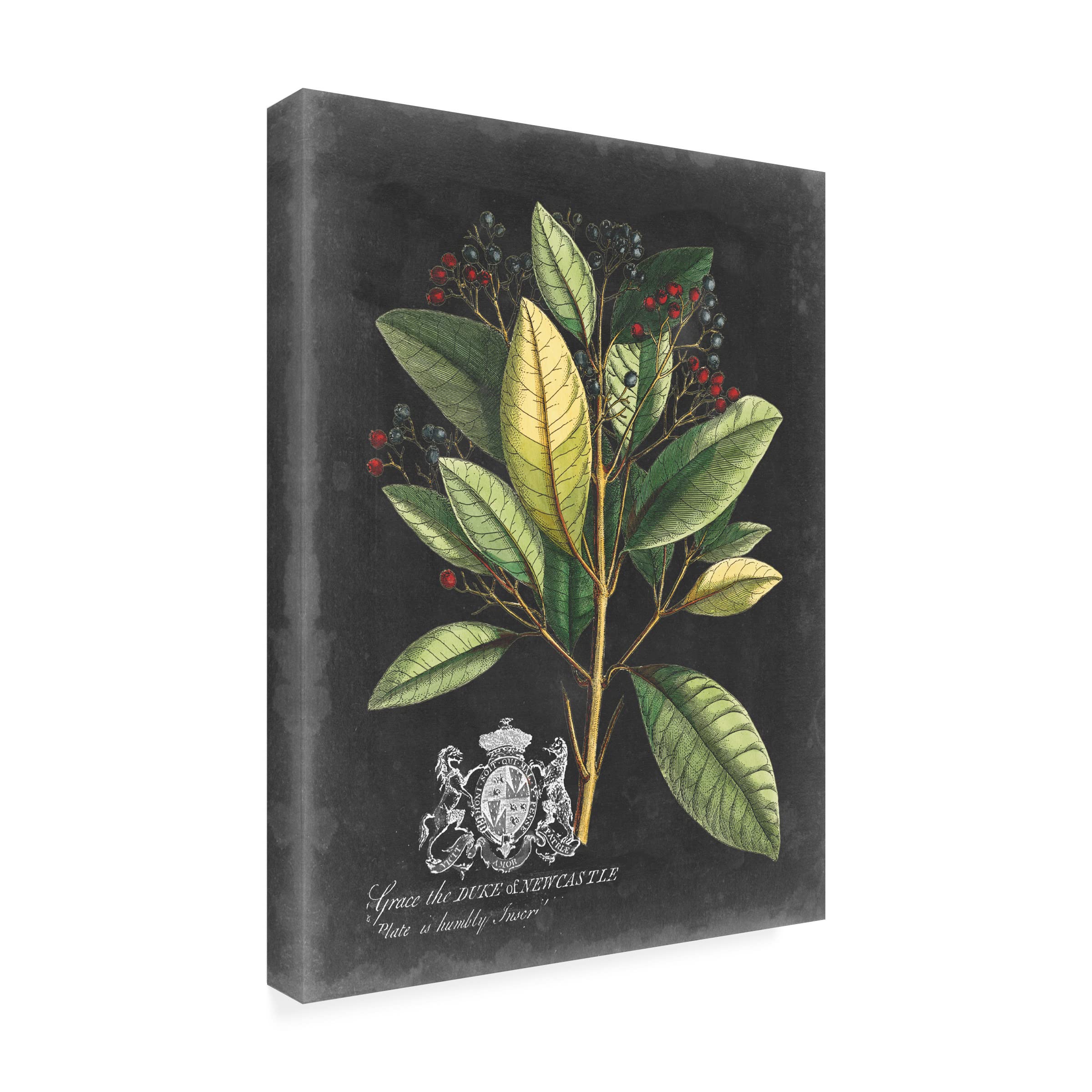 Trademark Fine Art 'Royal Foliage IV' Canvas Wall Art Print by Vision Studio - Perfect for Living Room, Bedroom & Office Decor