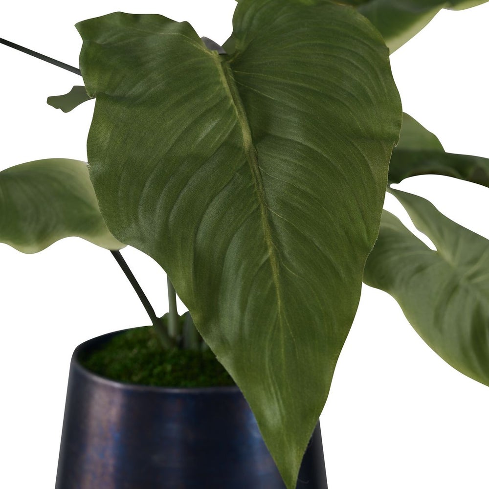 Beautiful Mauritius Mari Calla Lily Plant - Exotic Tropical Flower for Home Decor, Weddings & Garden Landscaping