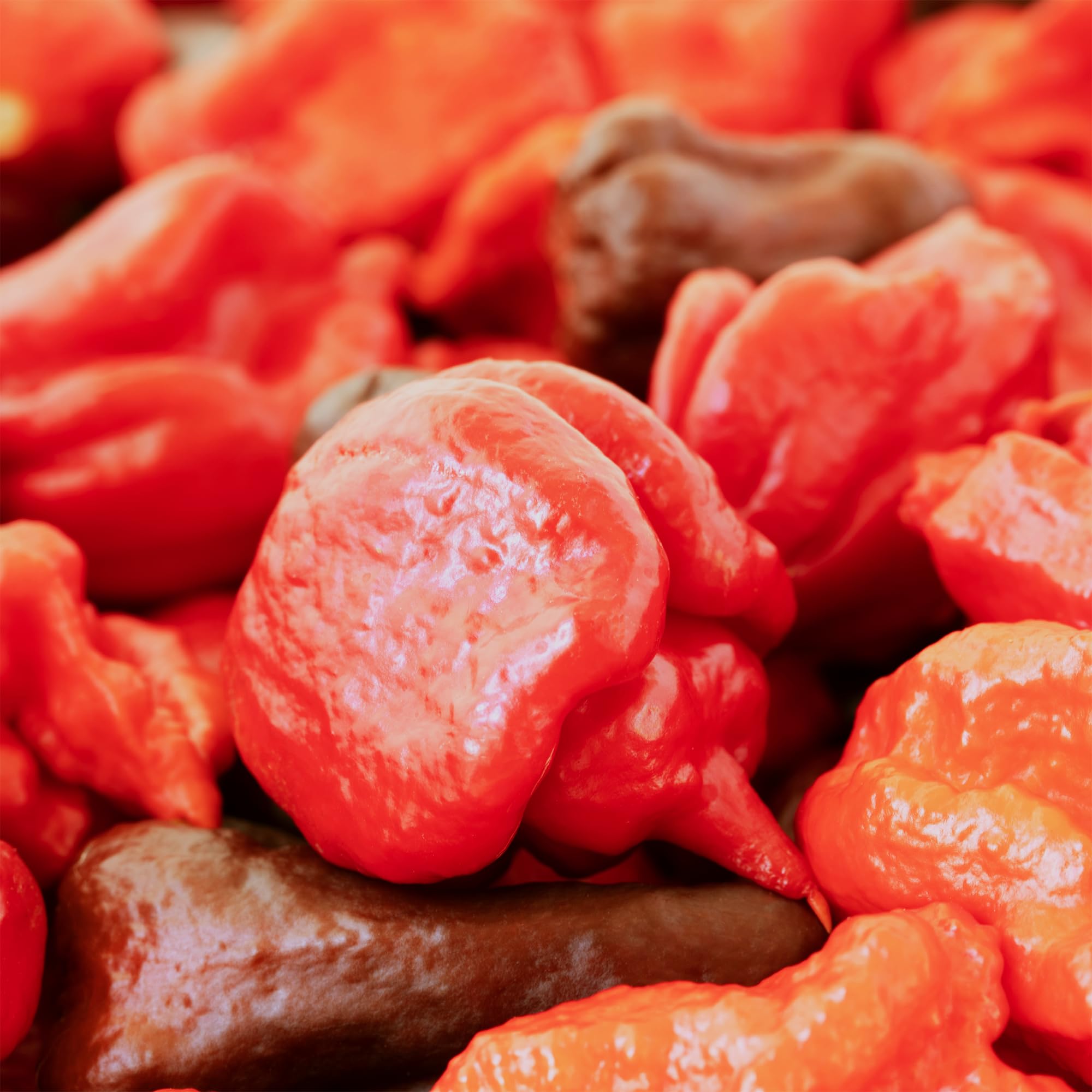 Authentic Whole Dried Carolina Reaper Peppers - World's Hottest Chili (50 Count) - Perfect for Hot Sauce Making, Spicy Cooking & Chili Challenges