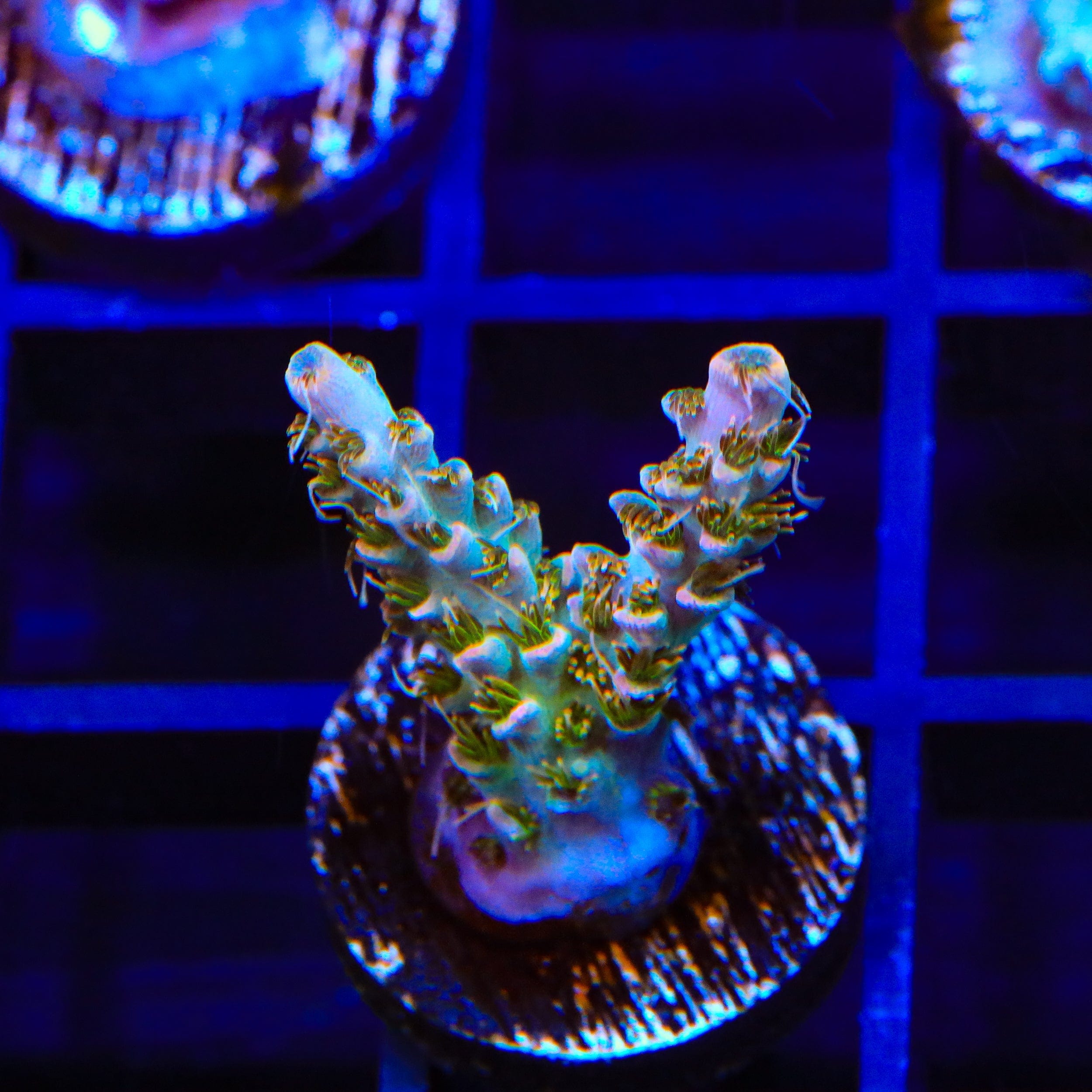 Premium CC Voodoo Majick Acropora Coral for Saltwater Aquariums - Vibrant Live Coral for Reef Tanks & Marine Aquascaping
