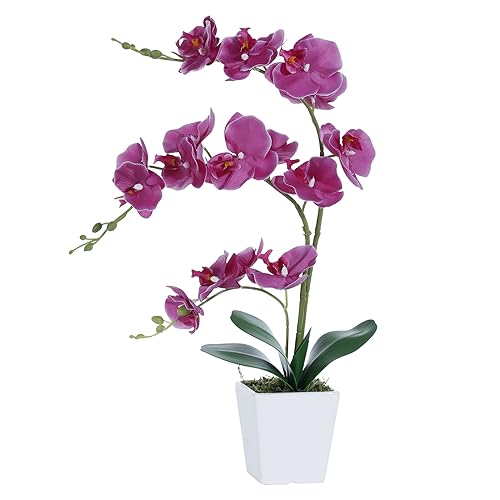 Y-fuchsia
