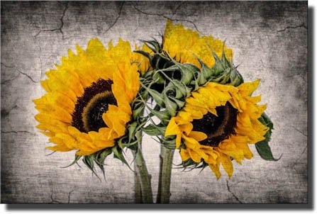 Sunflower Stretched Canvas Wall Art - Framed Ready to Hang Home Decor for Living Room, Bedroom & Office