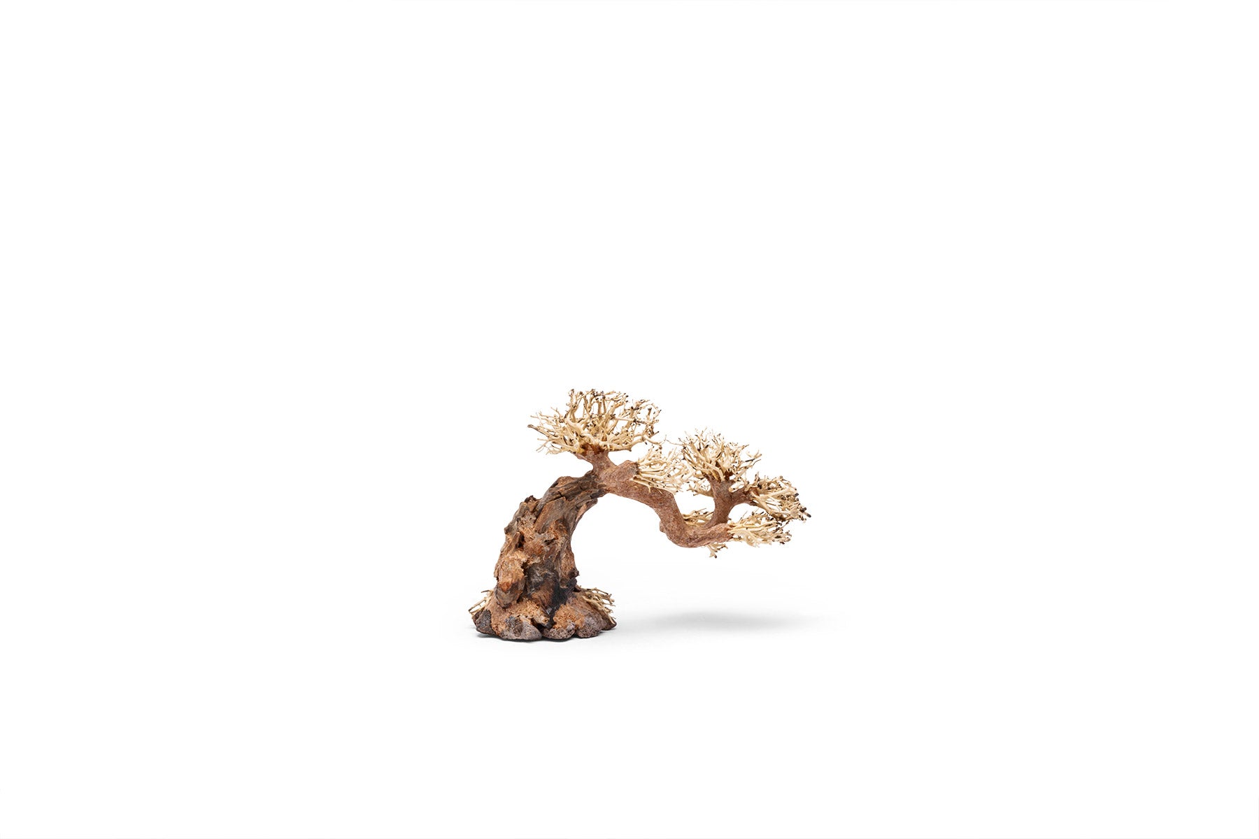 UNS Bonsai 006 - Premium Mini Bonsai Tree Kit for Home & Office Decor | Perfect for Zen Gardens, Desktop Decor, and Relaxation Gifts