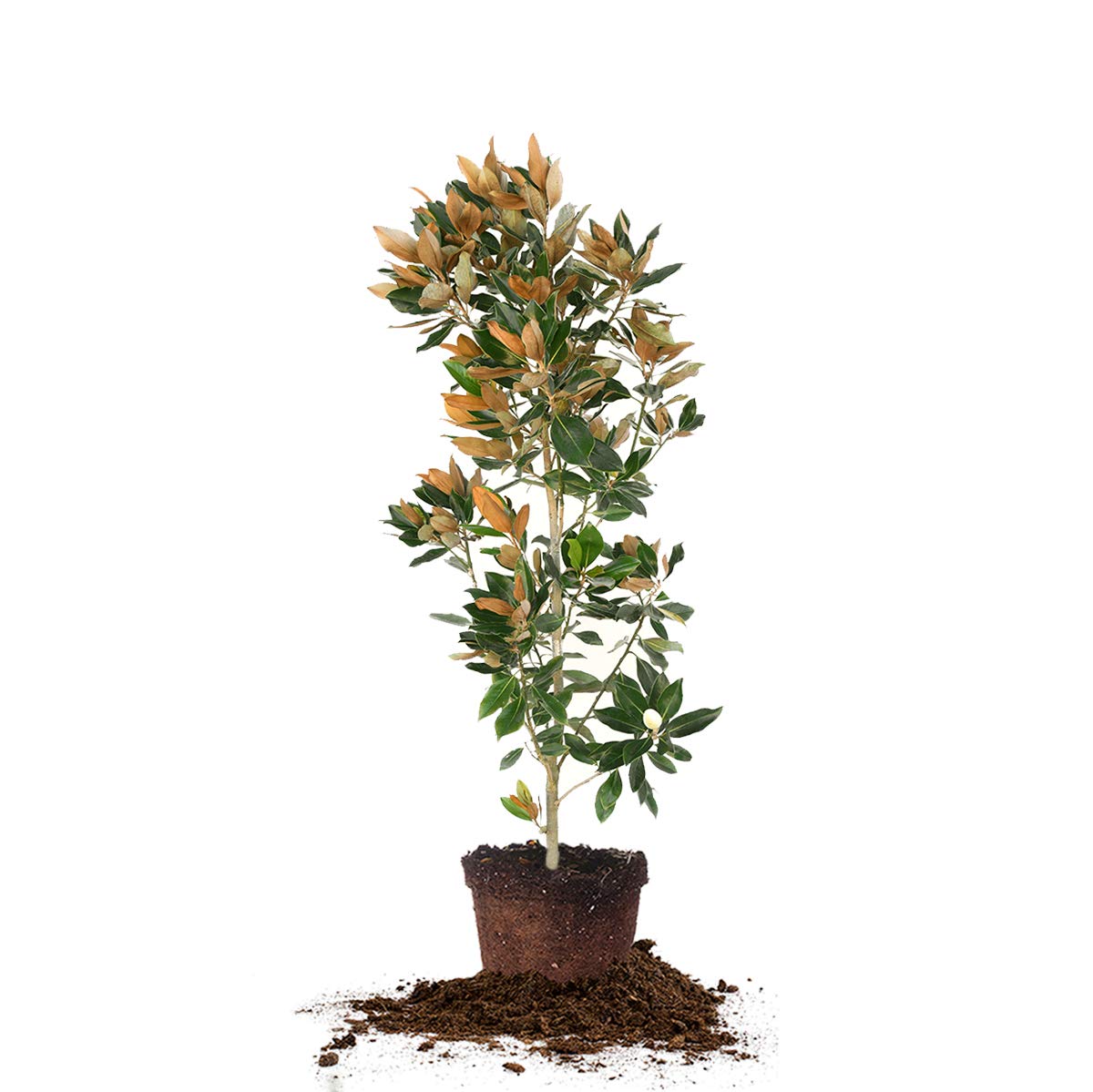 Little Gem Magnolia Live Plant (4-5 Feet Tall) - Includes Detailed Care Guide - Perfect for Landscaping, Privacy Hedges & Small Gardens