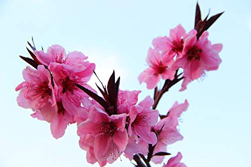 20x30 Inch Laminated Peach Blossom Poster - Vibrant Spring Pink Wall Art for Home Decor - Perfect for Living Room, Bedroom & Office Framing