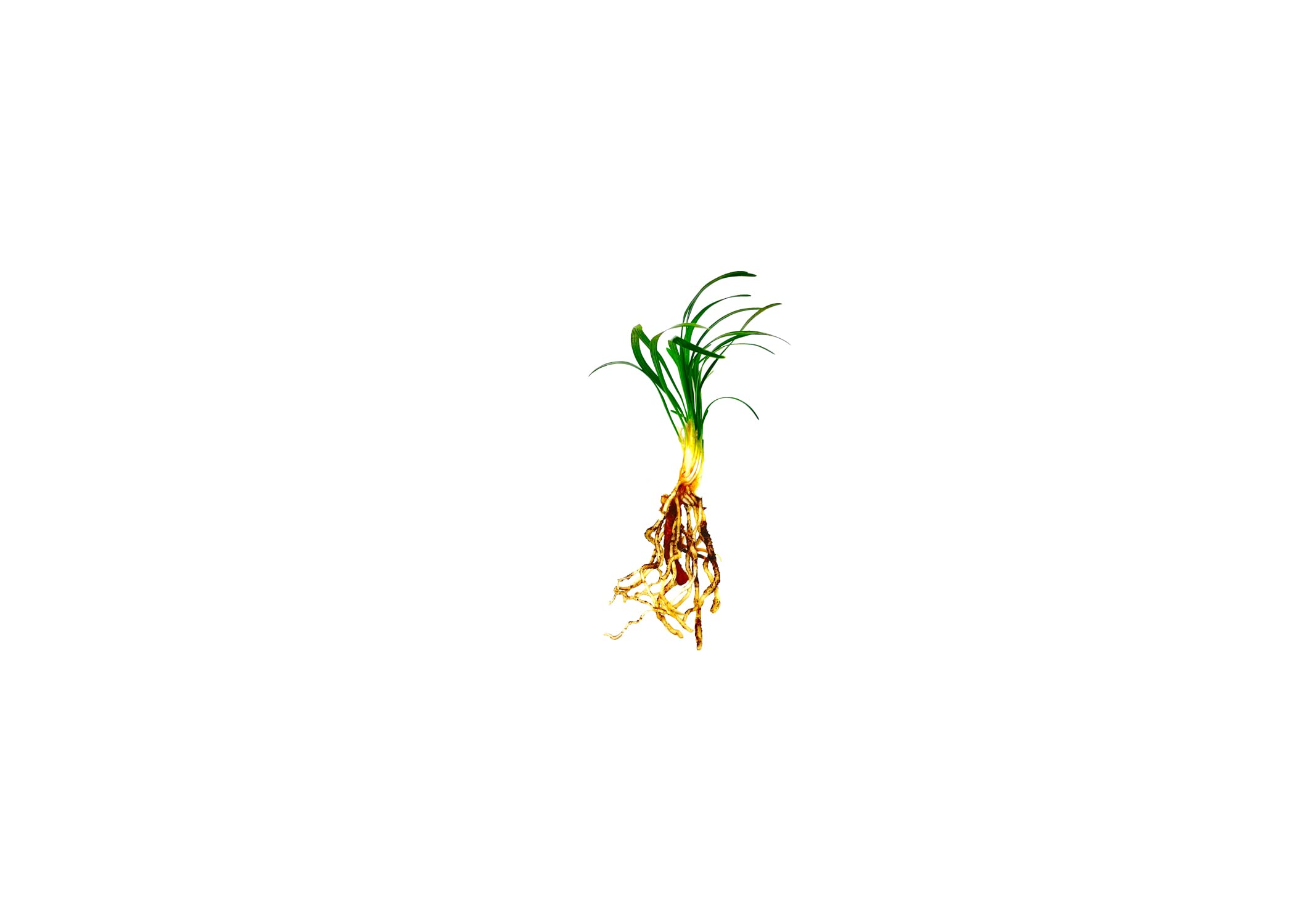 Dwarf Mondo Grass (Ophiopogon Japonicus Nanus) - 200 Live Bare Root Plants - Shade-Tolerant Evergreen Ground Cover for Landscaping, Borders & Rock Gardens
