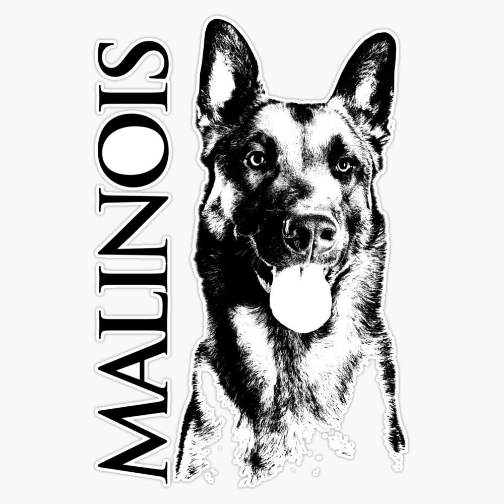 Belgian Malinois Sticker - Waterproof Vinyl Decal for Car, Laptop, Wall, Window - 5 Inch Durable Bumper Sticker - Perfect for Dog Lovers & Belgian Shepherd Fans