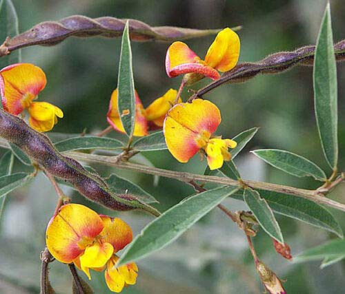 Organic Pigeon Pea Seeds (Cajanus Cajan) - 30 Rare Gandul Beans for Planting, Cooking & Sprouting | Exotic Edible Legumes for Home Garden, Vegan Recipes & Tropical Cuisine