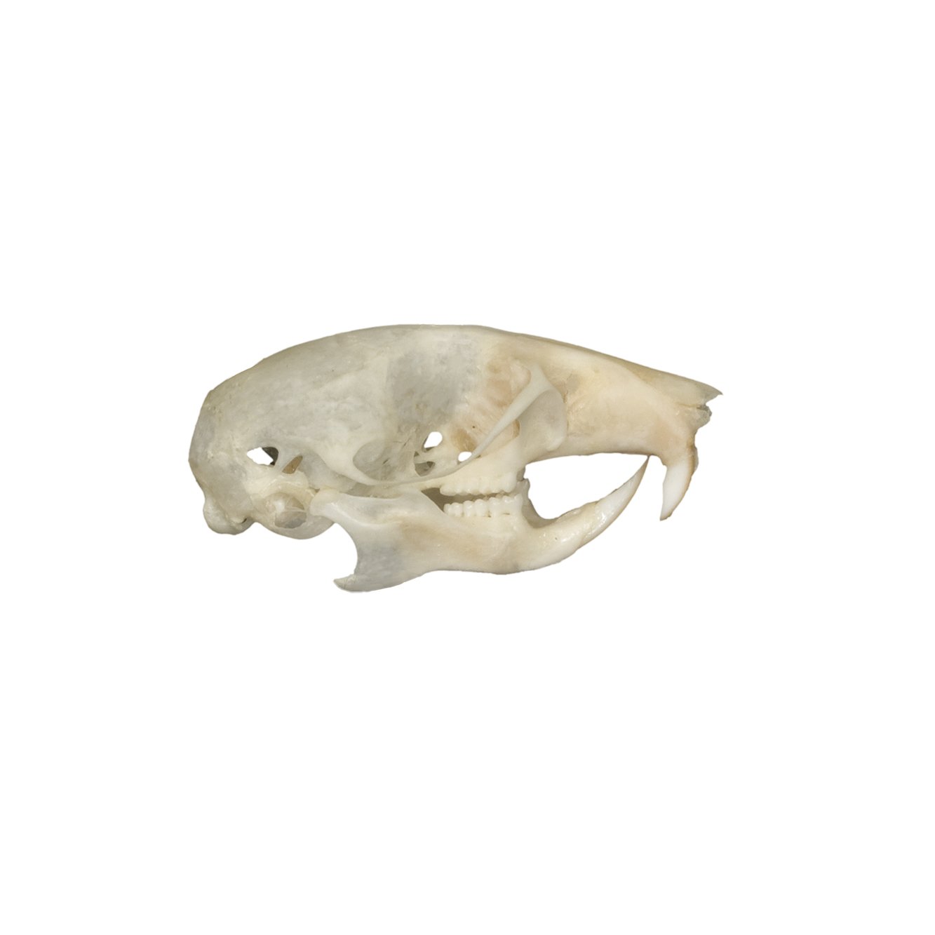 Authentic Real Mouse Skull Specimen - Taxidermy Oddity for Science Education, Gothic Decor & Halloween Props | Perfect for Biology Classrooms, Horror Displays & Dark Aesthetic Collections