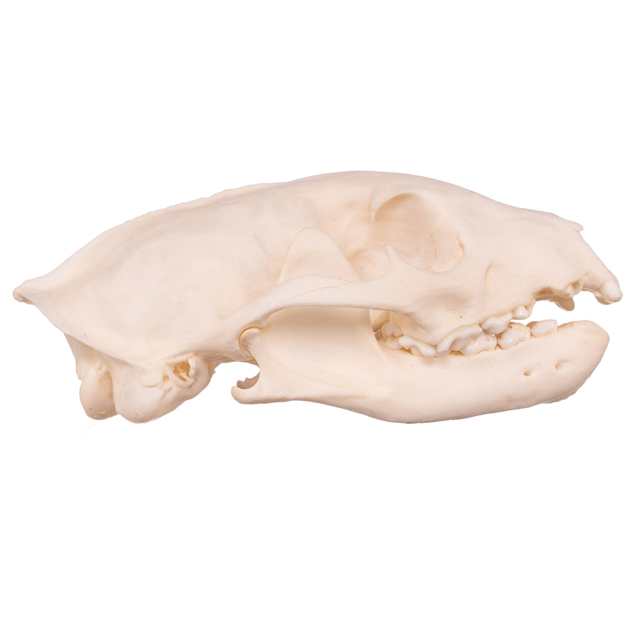 Authentic Mongoose Skull Set of 2 - Taxidermy Specimen for Oddity Collectors, Gothic Decor & Biology Study - Perfect for Halloween, Cabinets of Curiosities & Science Classrooms