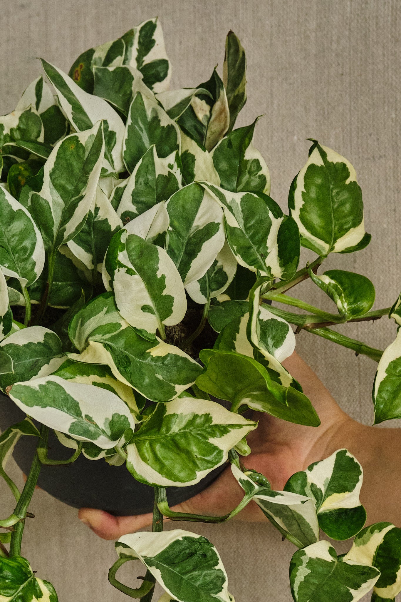 Epipremnum Aureum 'N'Joy' Pothos Plant - Live Indoor Houseplant for Home, Office, and Garden Decor - Easy Care Low Light Houseplant for Beginners