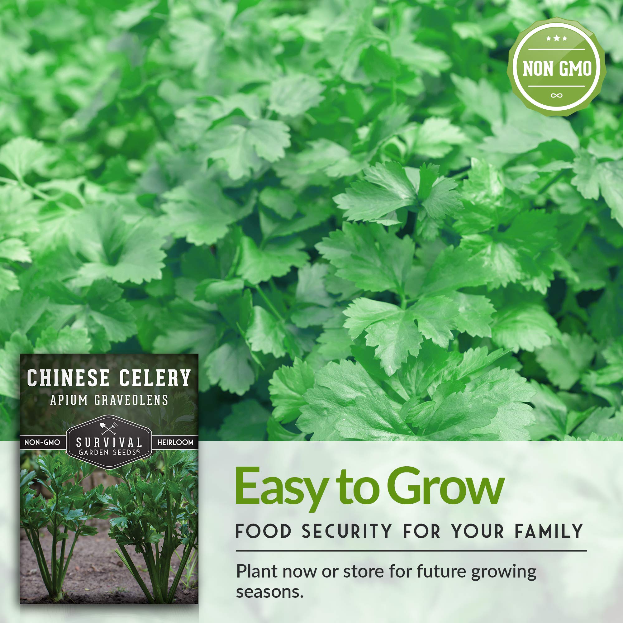 Non-GMO Heirloom Chinese Celery Seeds for Planting - Grow Asian Celery at Home with Easy Instructions - Survival Garden Seeds for Vegetable Gardening | Perfect for Home Gardens, Urban Farming & Asian Cuisine