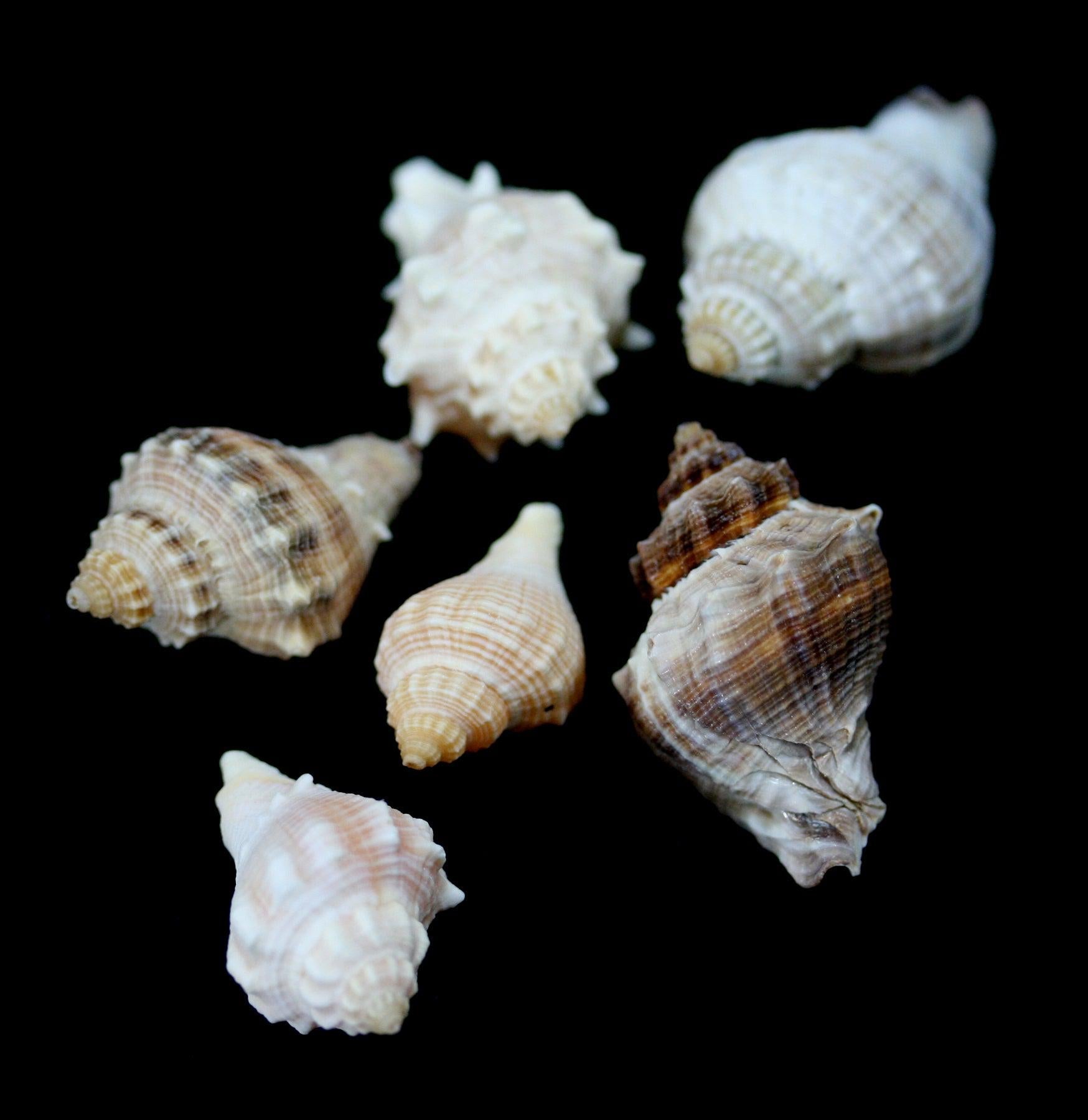 Spiny Melongena Shell - Natural Seashell for Beach Decor, Crafts & Aquarium Use | Perfect for Coastal Home Decor, DIY Projects & Marine Displays