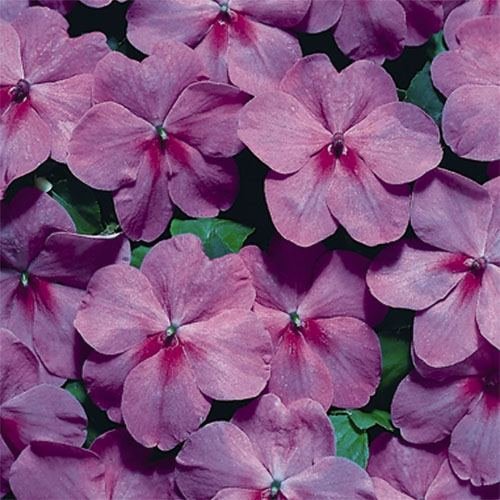 Outsidepride Impatiens Lavender Flower Seeds - 200 Count for Shade Gardens, Pots, Hanging Baskets & Window Boxes | Perfect for Balcony Decor, Patio Landscaping & Indoor Container Gardening