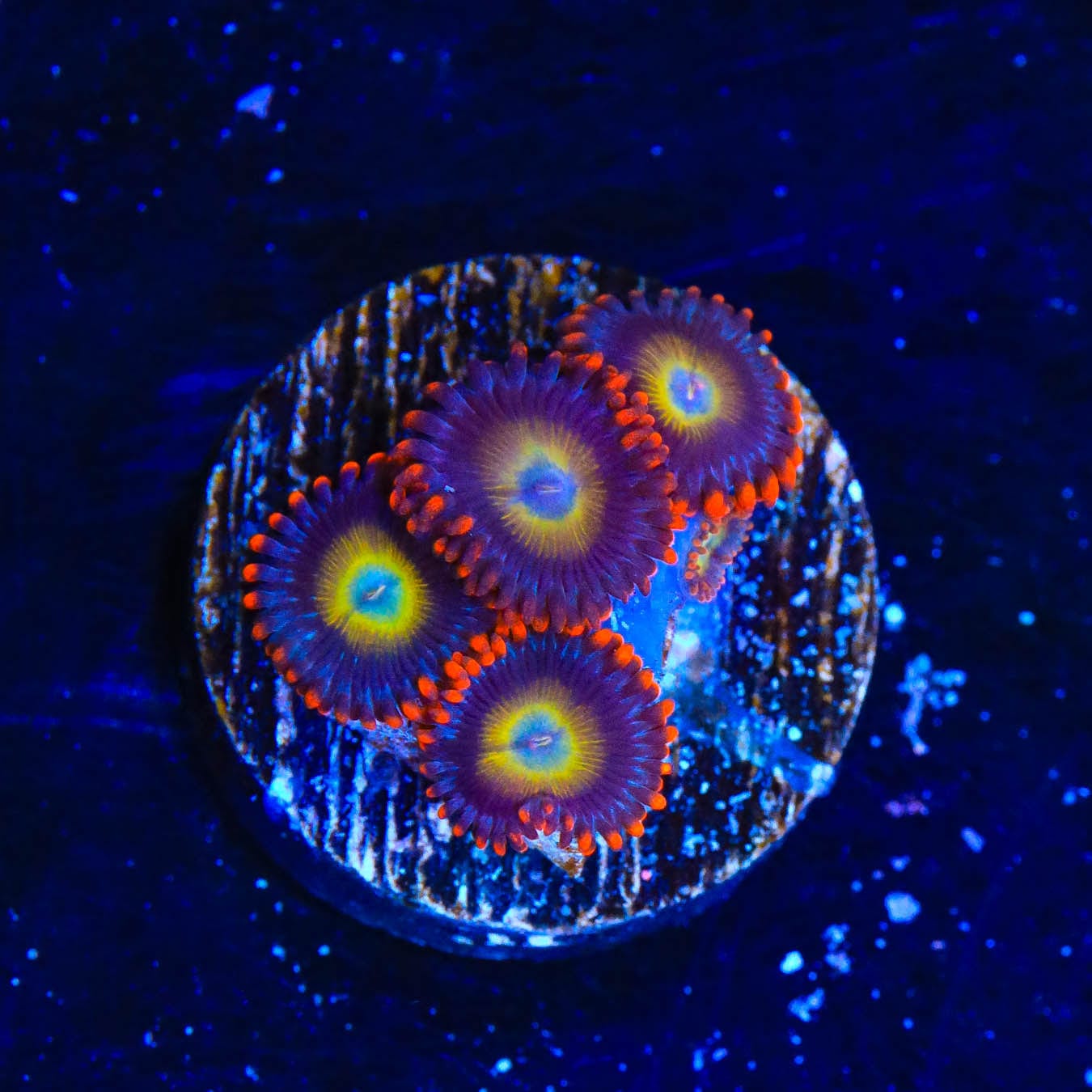 Premium Circus Freak Zoanthids Coral for Saltwater Aquariums – Vibrant Colorful Coral for Reef Tanks & Marine Displays