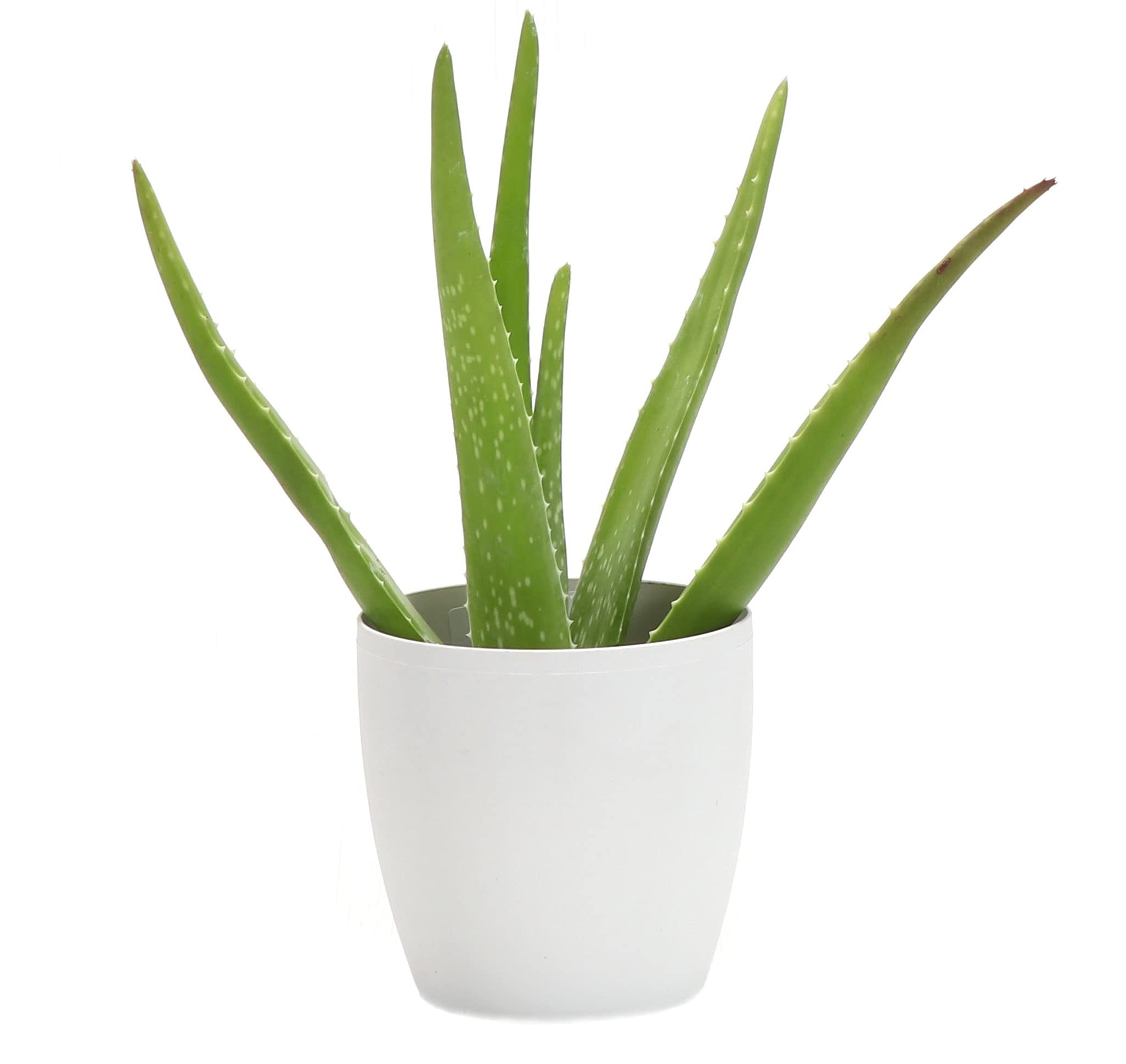 Organic Aloe Vera Live Plant - Aloe Barbadensis, Easy to Grow Succulent Indoor Houseplant with 4