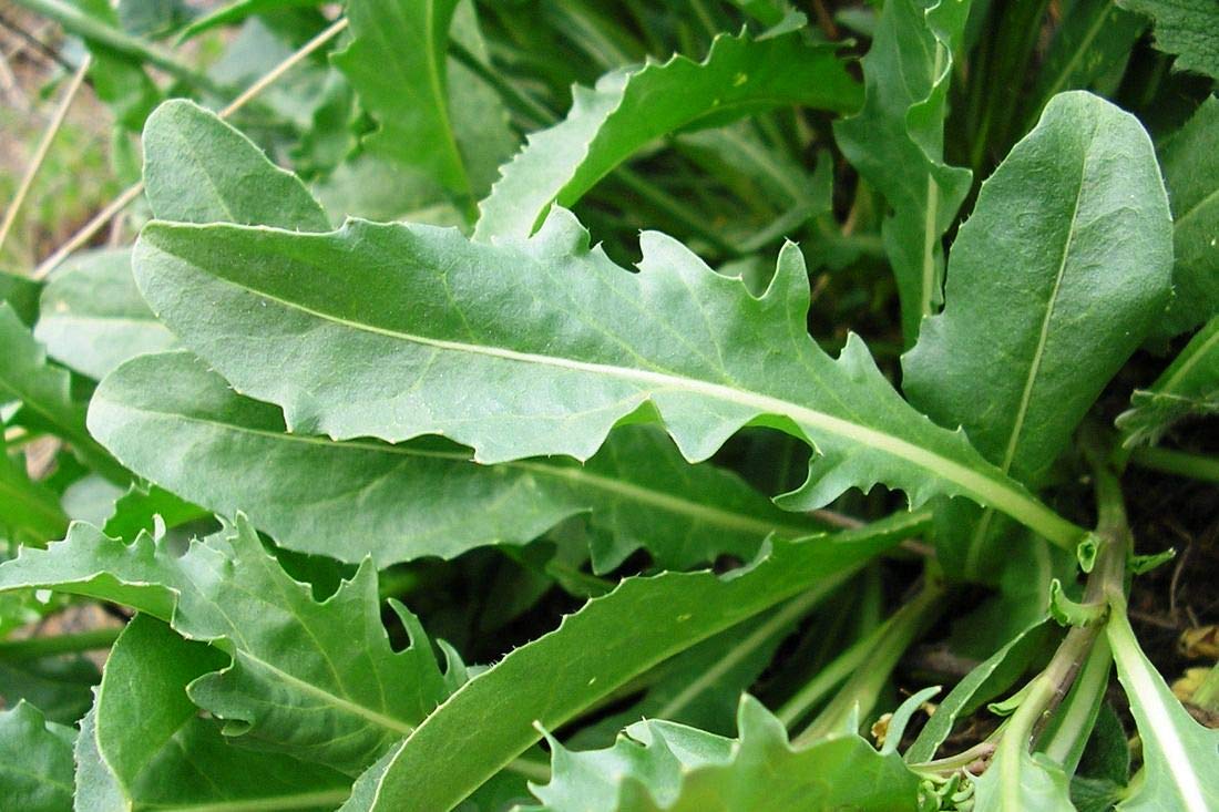 Organic Arugula Seeds - Non-GMO, Fast-Growing (20 Days) - Duckweed & Broadleaf Salad Greens for Planting - Perfect for Home Gardens, Microgreens & Healthy Salads
