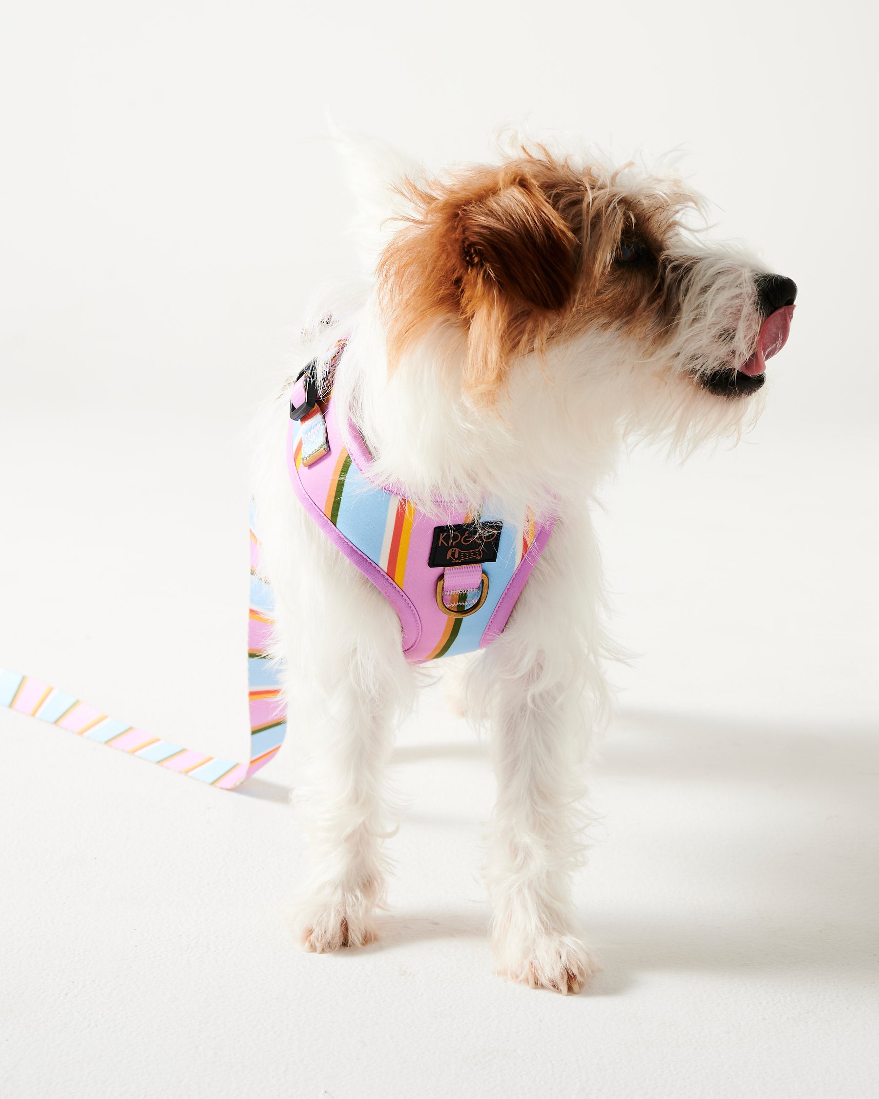 Premium Fez Stripe Dog Leash - Durable & Adjustable Pet Walking Lead for Small to Medium Dogs - Perfect for Daily Walks, Training & Outdoor Adventures