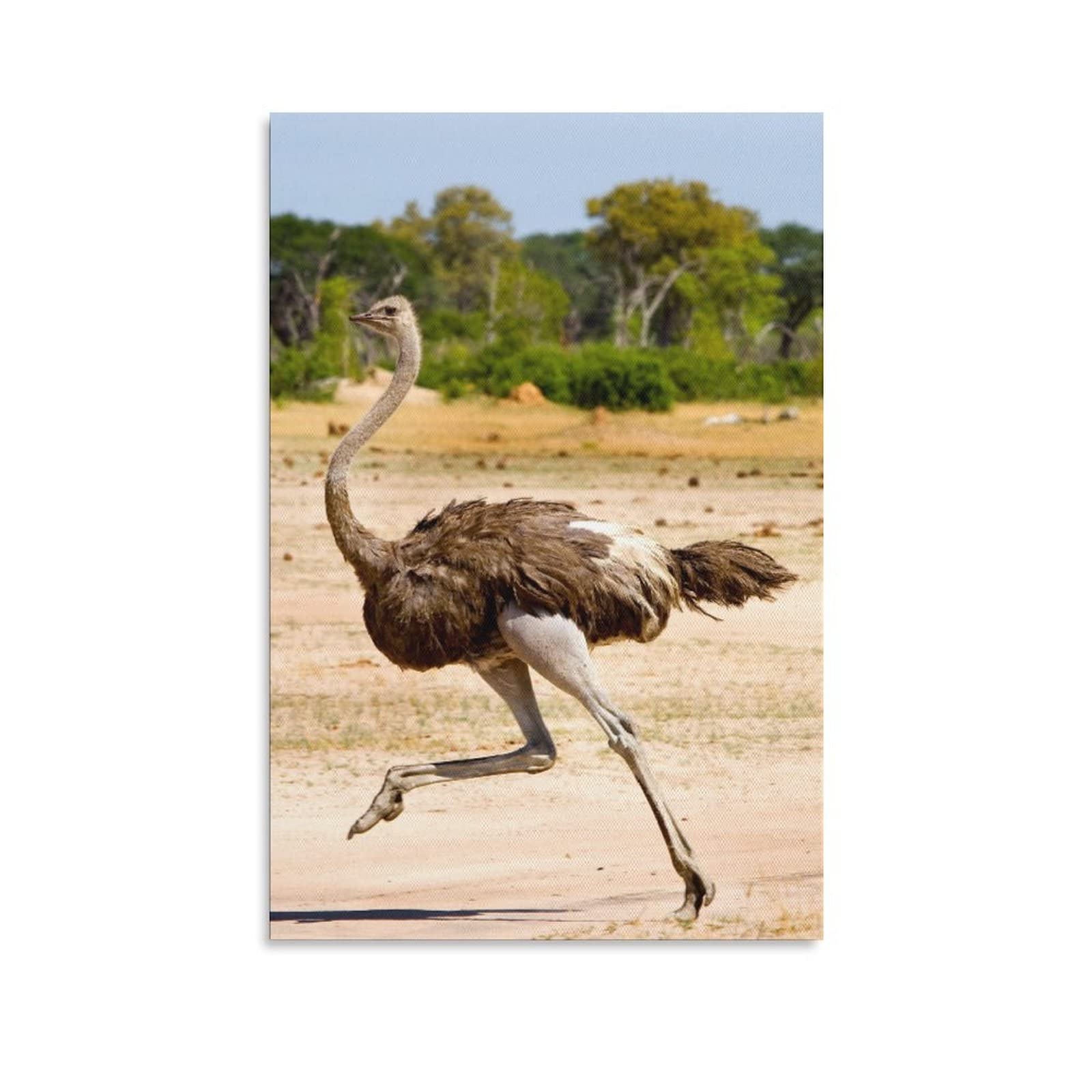 Cute Ostrich Running Canvas Poster - 12x18 Inches (30x45cm) Wall Art Decor for Bedroom, Living Room & Office - Perfect Gift for Animal Lovers & Sports Enthusiasts - Ideal for Home Decor, Housewarming Gifts & Interior Design