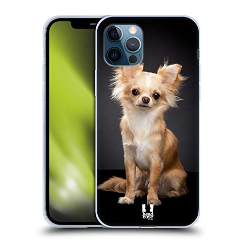 Sitting Chihuahua Dog