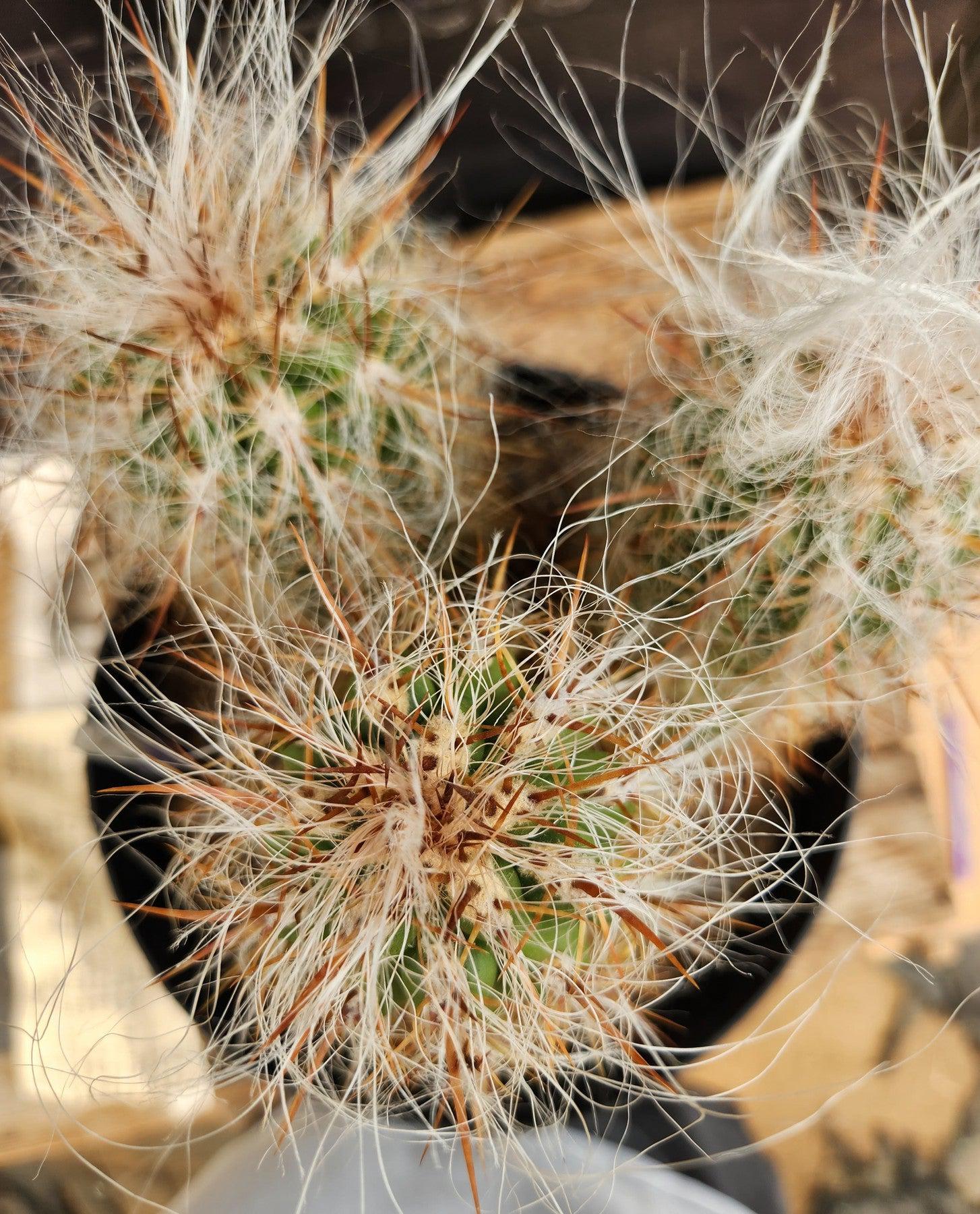 EC145 EXACT Oreocereus Celsianus Old Man Cactus - Rare Live Succulent Plant for Home Decor, Office Desk, and Garden Arrangements