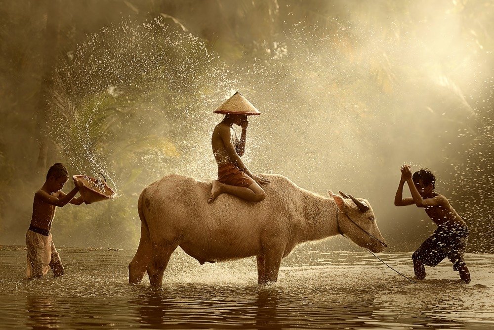 Kids Washing Water Buffalo - 16x24 Inch Gallery Quality Metal Wall Art, Aluminum Home Decor for Living Room, Bedroom & Office