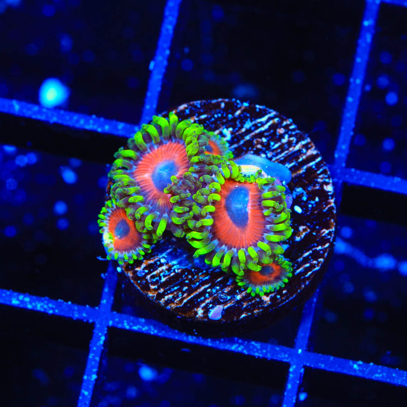 Buy ECC Eagle Eye Zoanthids Coral - Vibrant Saltwater Coral for Reef Aquariums | Perfect for Marine Tanks & Coral Frag Racks