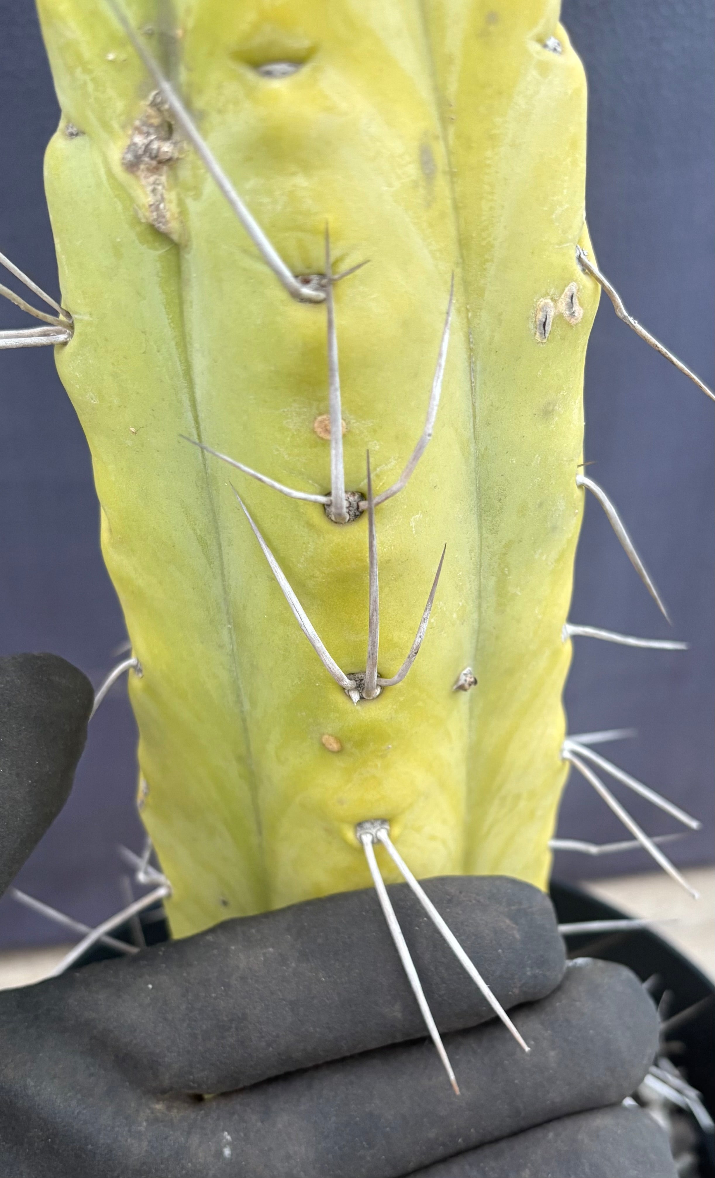 EC151 EXACT Trichocereus Bridgesii Twin Spine Ornamental Cactus - 14.5 Inch Tall Rare Succulent Plant for Home Decor, Office Desk & Garden Landscaping