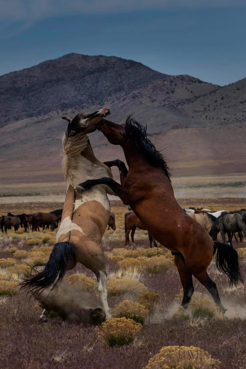 Desert Duel 1 by Greg Sargent - Western Adventure Novel for Adults | Perfect for Book Clubs, Gifts & Western Fiction Fans