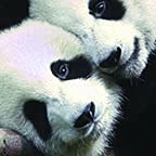 Pandas