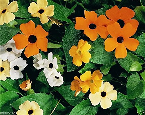 Black Eyed Susan Vine Seeds (Thunbergia) - 300 Count Mix of Orange, Yellow & White Flowers for Garden, Trellis & Fence Climbing Plants - Perfect for Outdoor Landscaping & Vertical Gardens