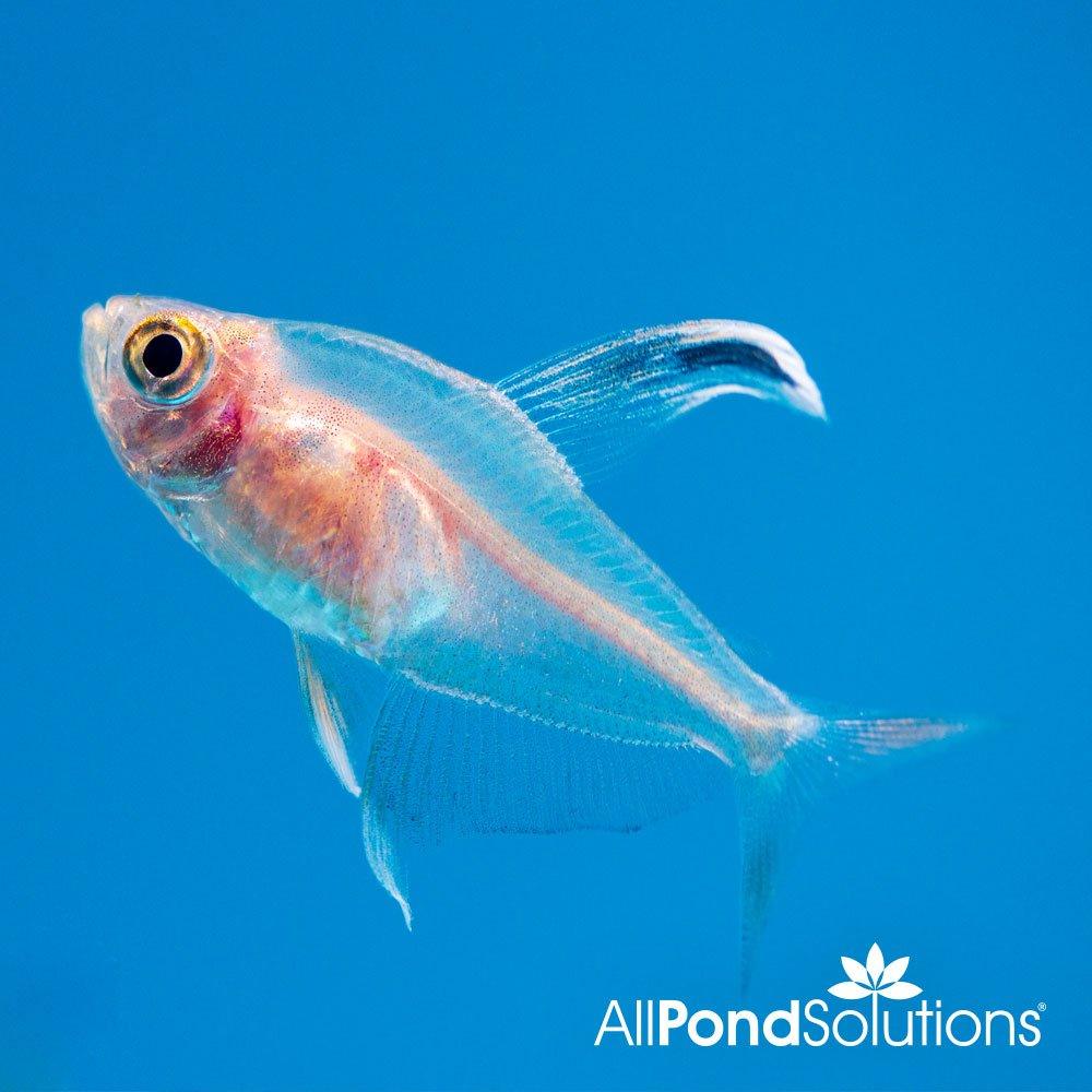 Rosy Tetra Fish (Hyphessobrycon Rosaceus) - Live Tropical Freshwater Aquarium Fish for Community Tanks