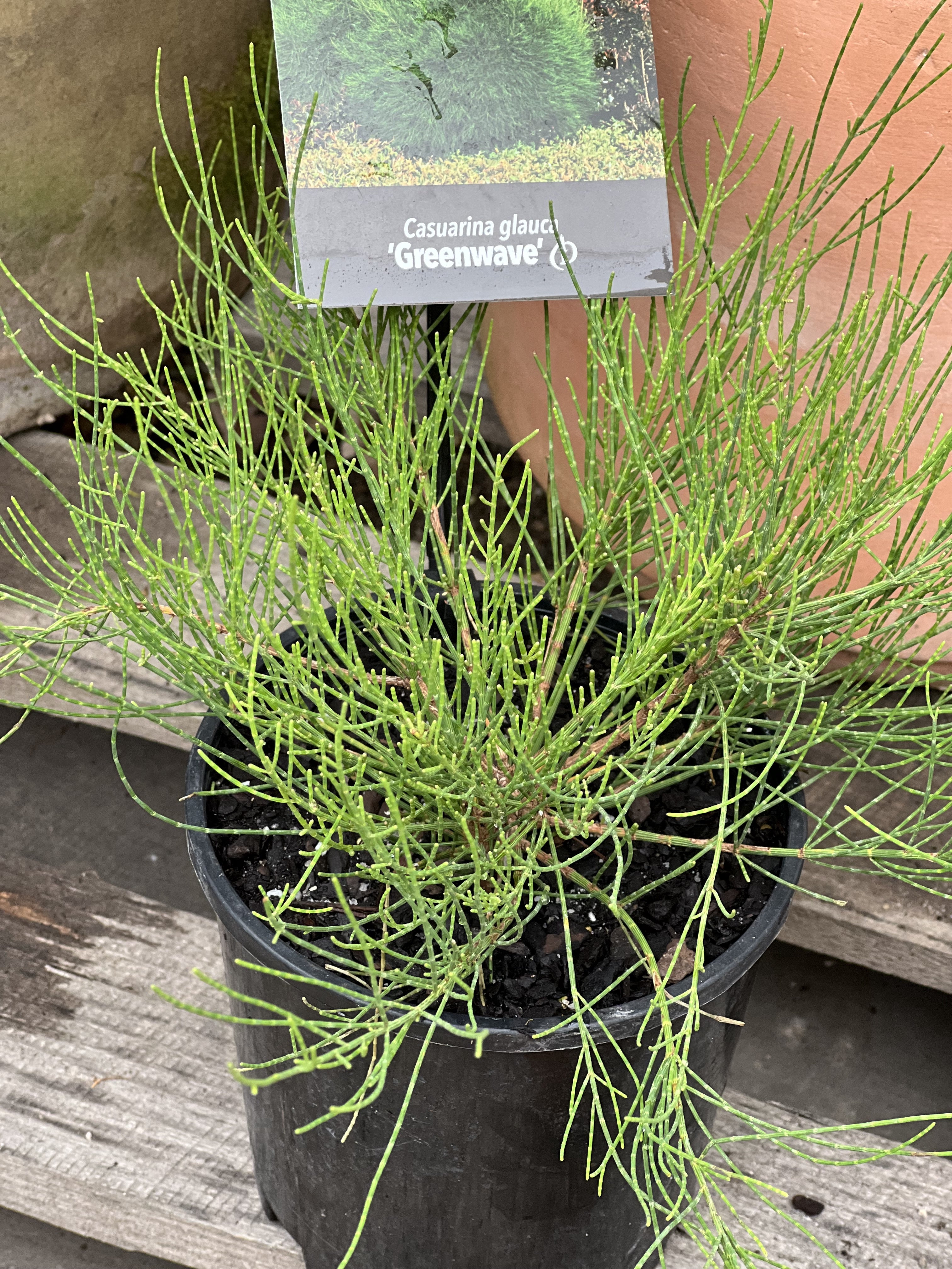 Casuarina Glauca 'Greenwave' - Hardy Coastal She-Oak Tree for Landscaping & Erosion Control | Perfect for Beachfront Gardens & Windbreaks
