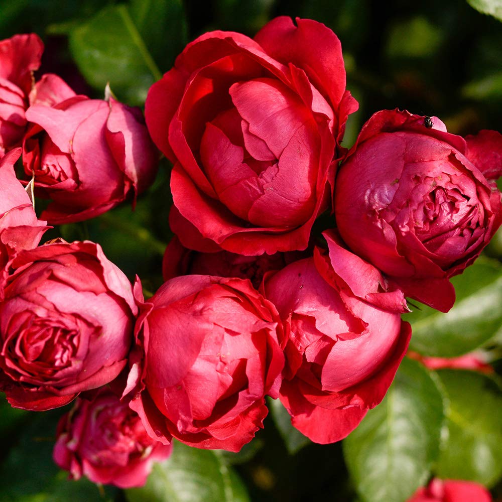 Red Eden® Climbing Rose Bush - Live Heirloom Roses for Outdoor Planting | Perfect for Garden Trellises, Fences, and Landscaping