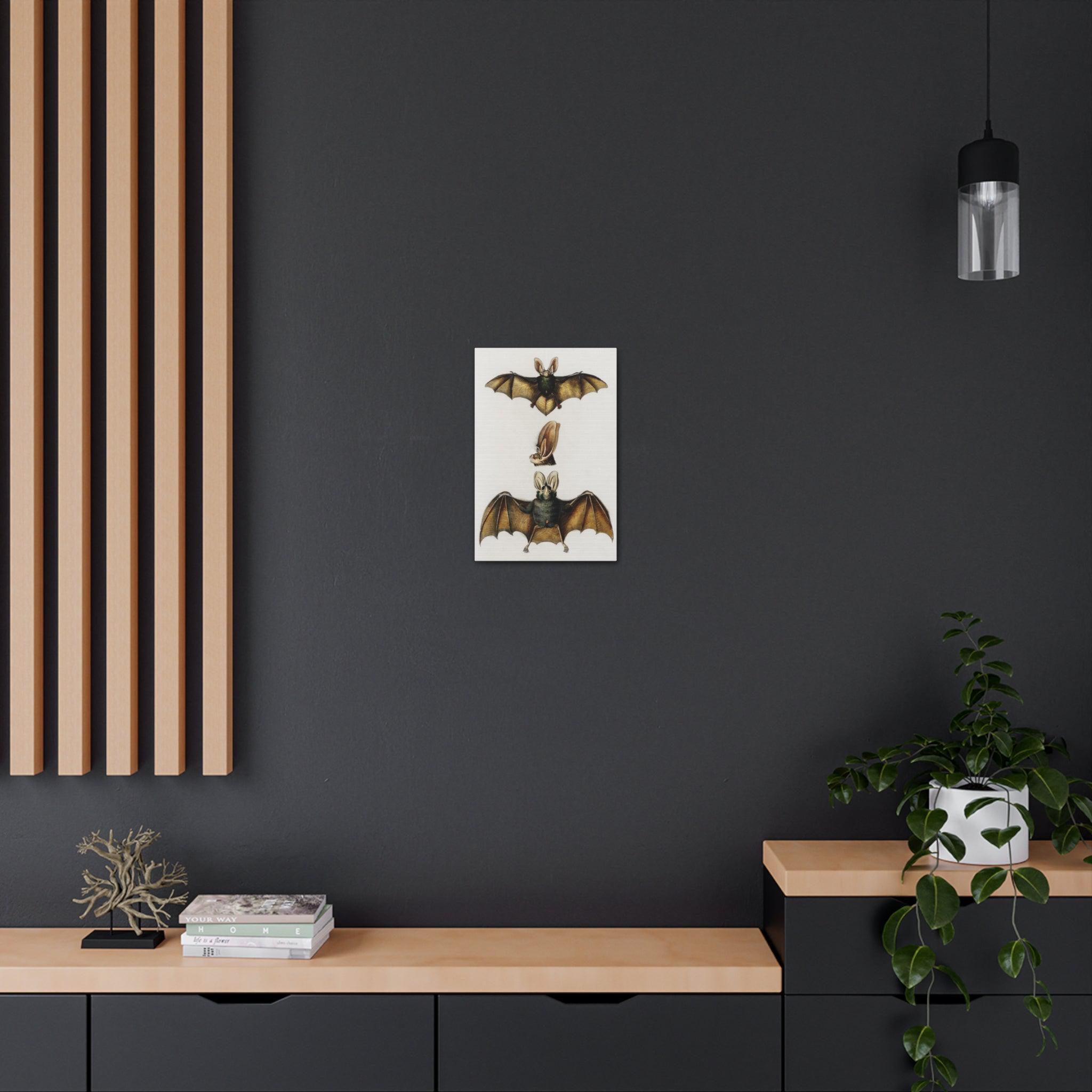 Plecotus Bat Art Print by Charles Dessalines - Stunning Canvas Wall Decor for Home, Office & Gifts | Wildlife Illustration | Nature-Inspired Decor
