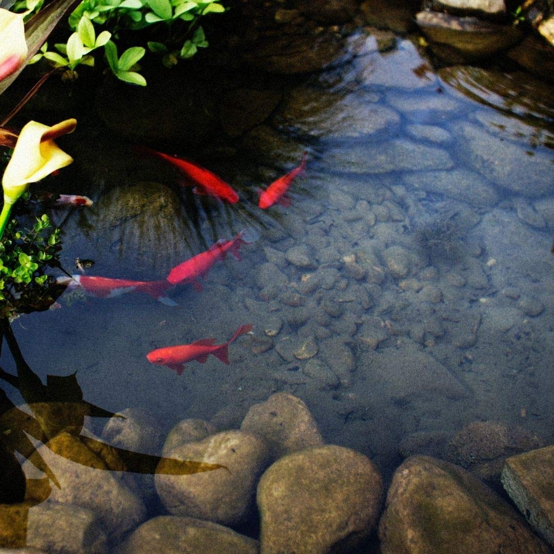 Healthy Ponds Submersible Dispenser with (2) 2,500 Gallon Refills - Natural Pond Cleaner for Water Gardens, Koi Ponds & Fountains | Maintains Crystal Clear Water Year-Round