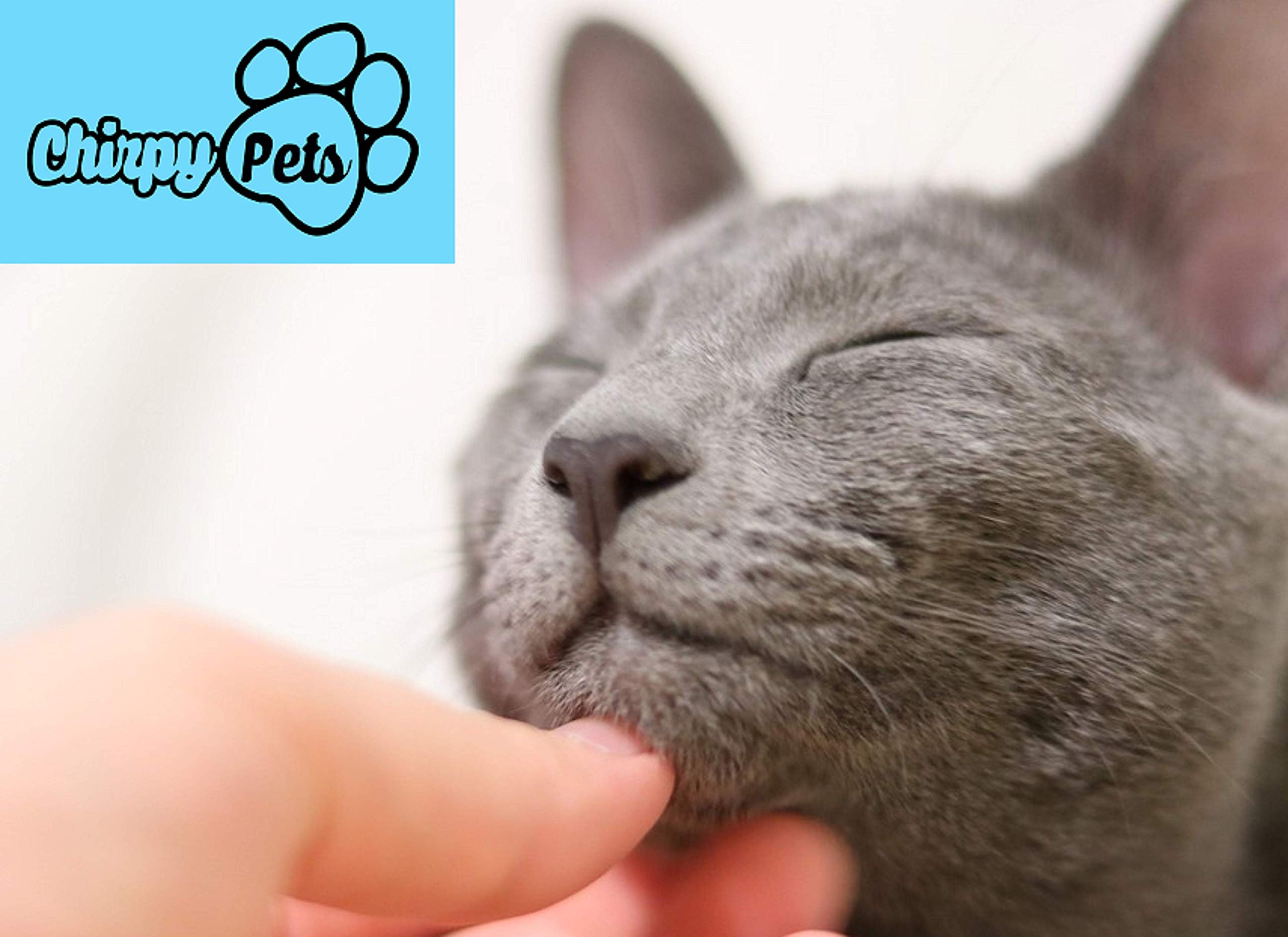 Best Small Pet Deshedding Brush for Dogs & Cats - Reduces Shedding by 90% - Gentle Grooming Tool for Short Hair - Perfect for Home Use & Travel Pet Care