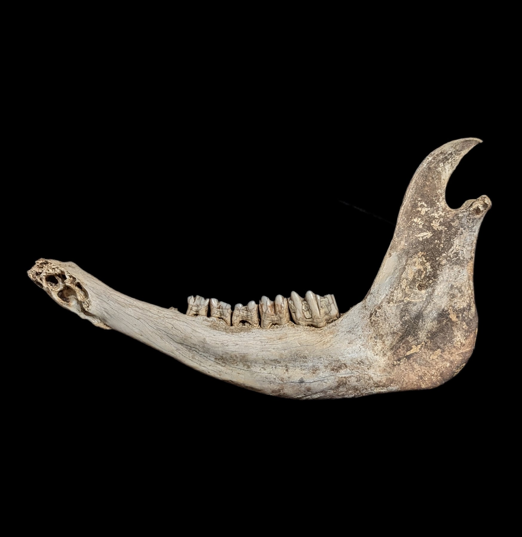 Authentic Field-Collected Large Mammal Jaw Bone - Genuine Fossil Specimen for Science Study, Home Decor & Educational Display | Perfect for Paleontology Enthusiasts, Classroom Teaching & Natural History Collections
