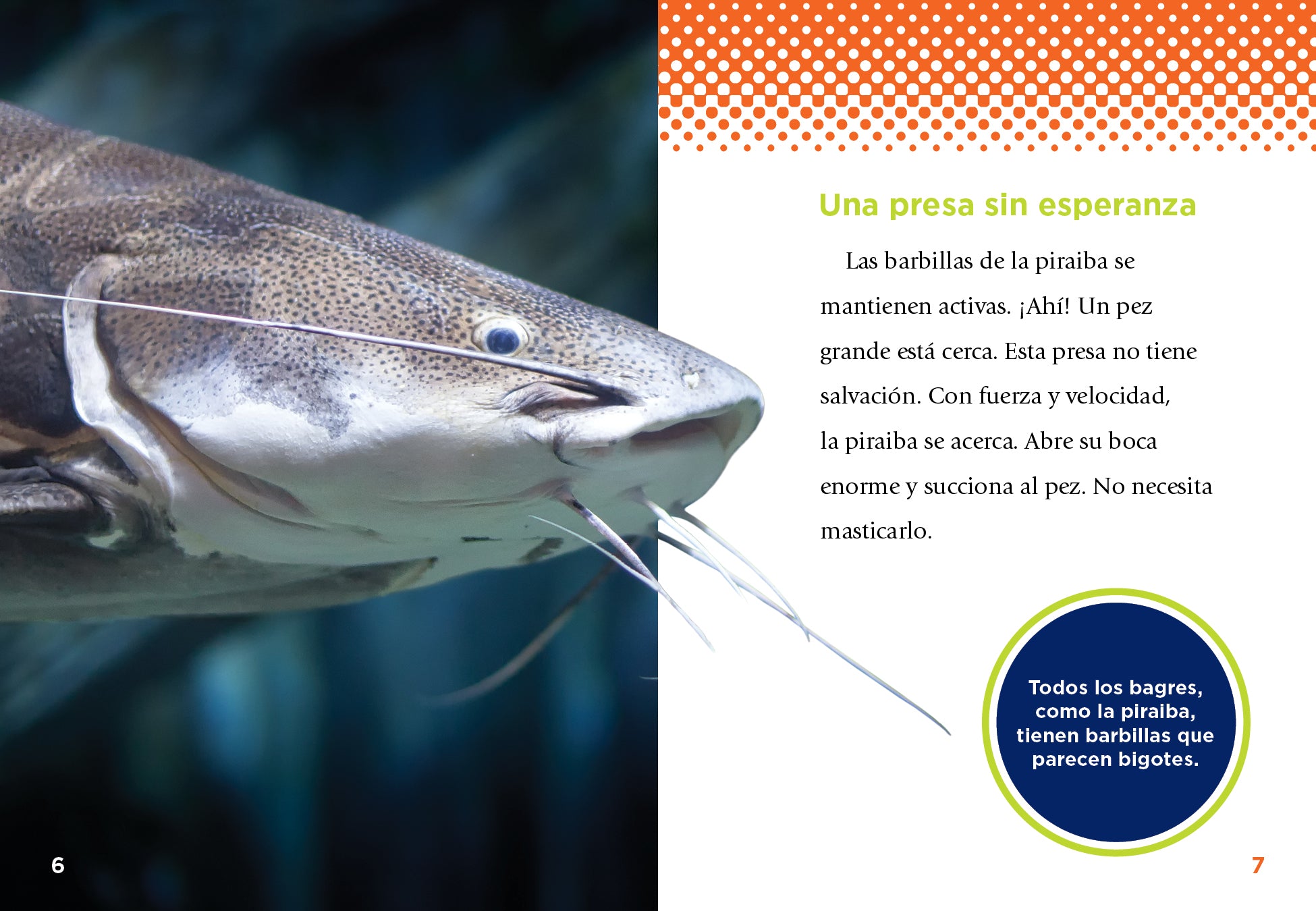 La Piraiba - 9781644666524 - Perfect for Fishing Enthusiasts and Outdoor Adventures