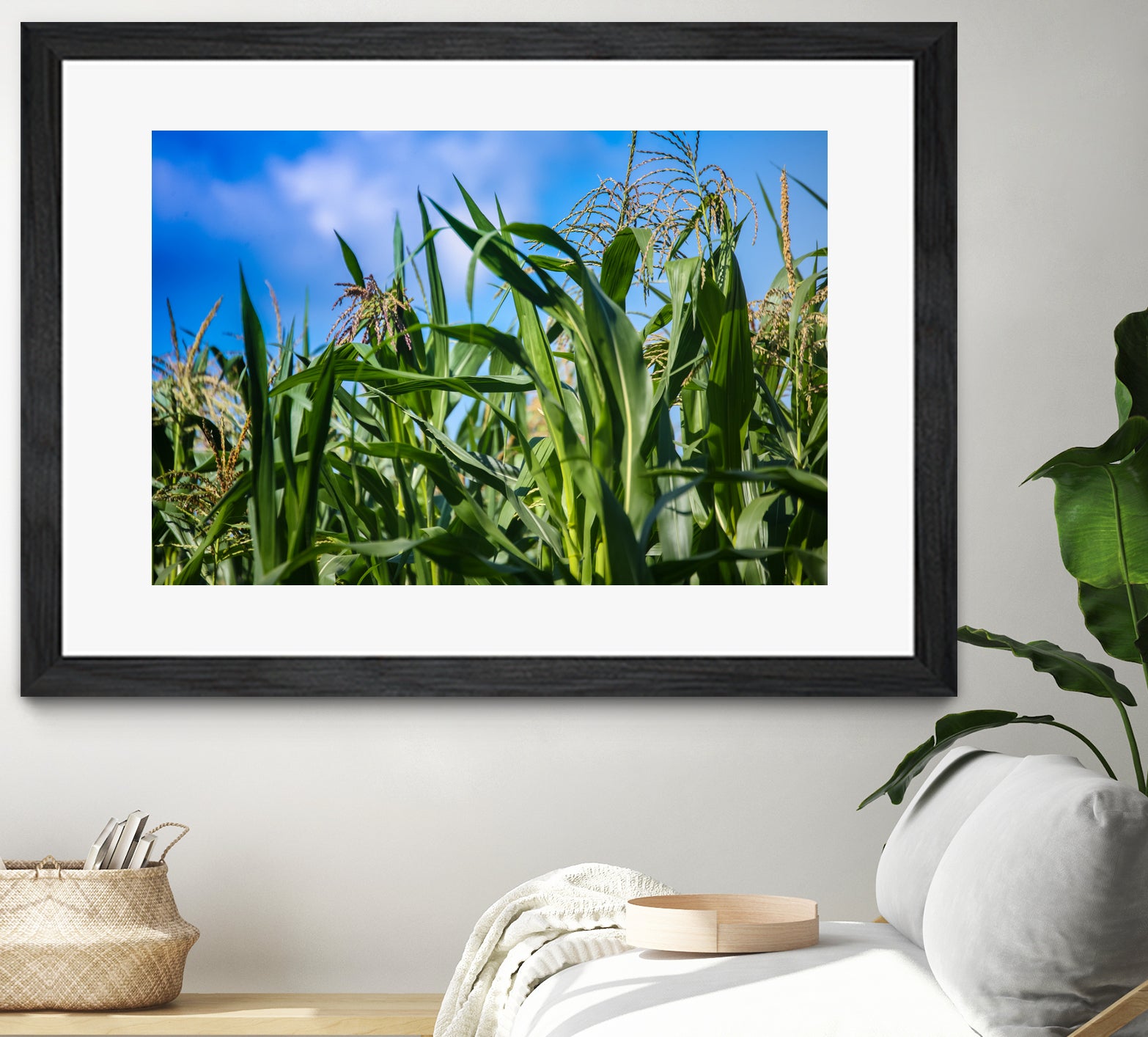 Stunning Close-Up Photo of Corn Field Under Blue Sky - Perfect for Nature Lovers, Wall Art & Farmhouse Decor