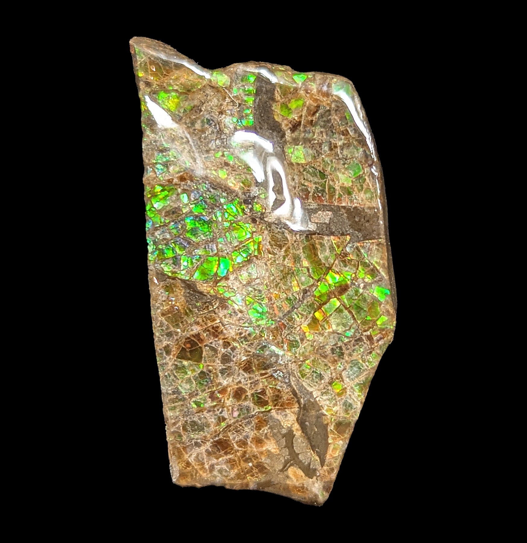 Natural Ammolite Gemstone Fragment - Rare Iridescent Fossil Shell Jewelry Making Supply for Necklaces, Rings & DIY Crafts