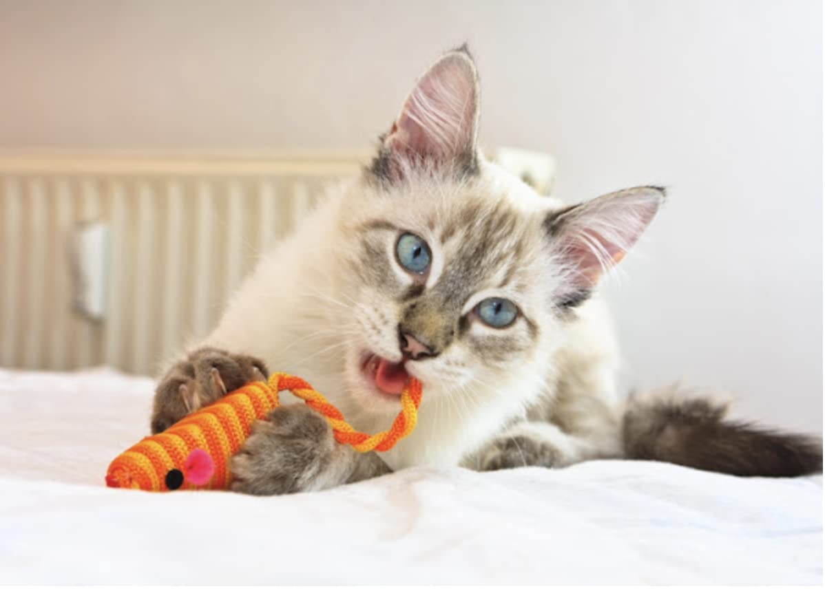 Premium Cat Treats Bundle - Marv & Milo's Bonito Fish Flakes & YLM Catnip Mouse with Assorted Protein Varieties (Tongol Tuna, Salmon, Oceanfish, Chicken Beef, Skipjack Tuna Sole, Tuna Scallop) - 6 Pack 1.1oz Trays - Perfect for Training, Rewarding & Bonding with Your Feline Friend