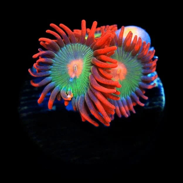 Gatorade Zoanthid Coral for Saltwater Aquariums - Vibrant Colored Live Coral for Reef Tanks & Marine Aquascaping