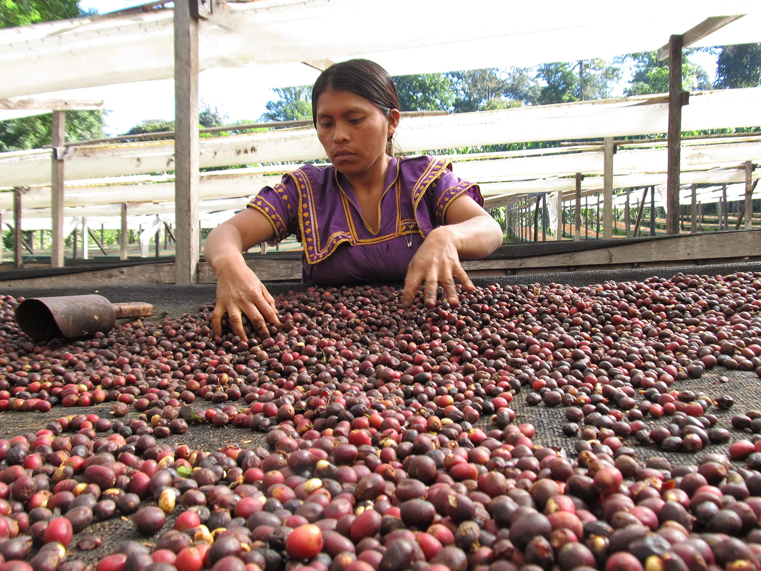 Premium Geisha Coffee Beans - Panama Hartman Estate, 250g Tin - Specialty Arabica for French Press & Pour Over - Perfect for Home Brewing & Gifting