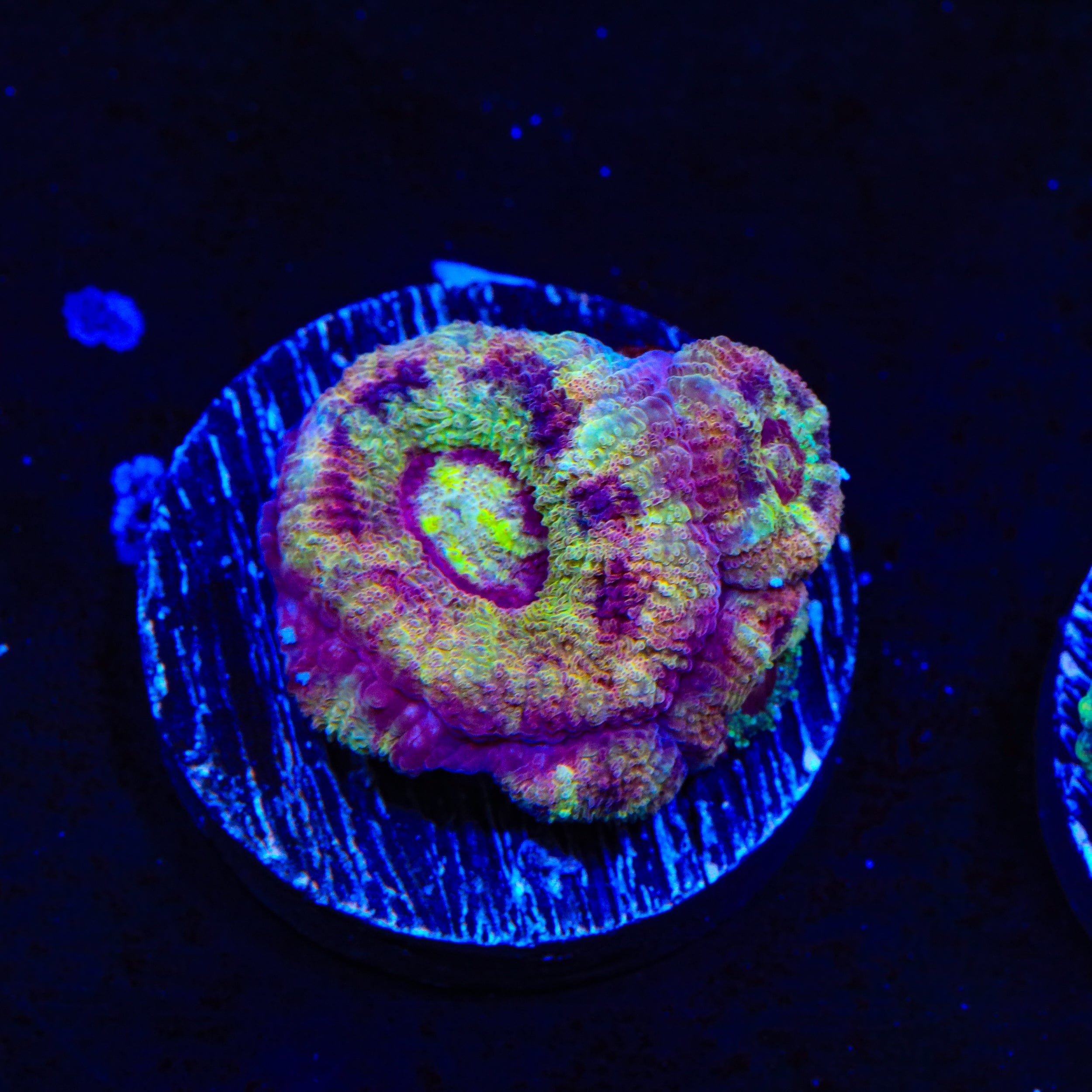 Premium Deep Water Acan Coral for Saltwater Aquariums - Vibrant Live Coral for Reef Tanks & Marine Aquascaping