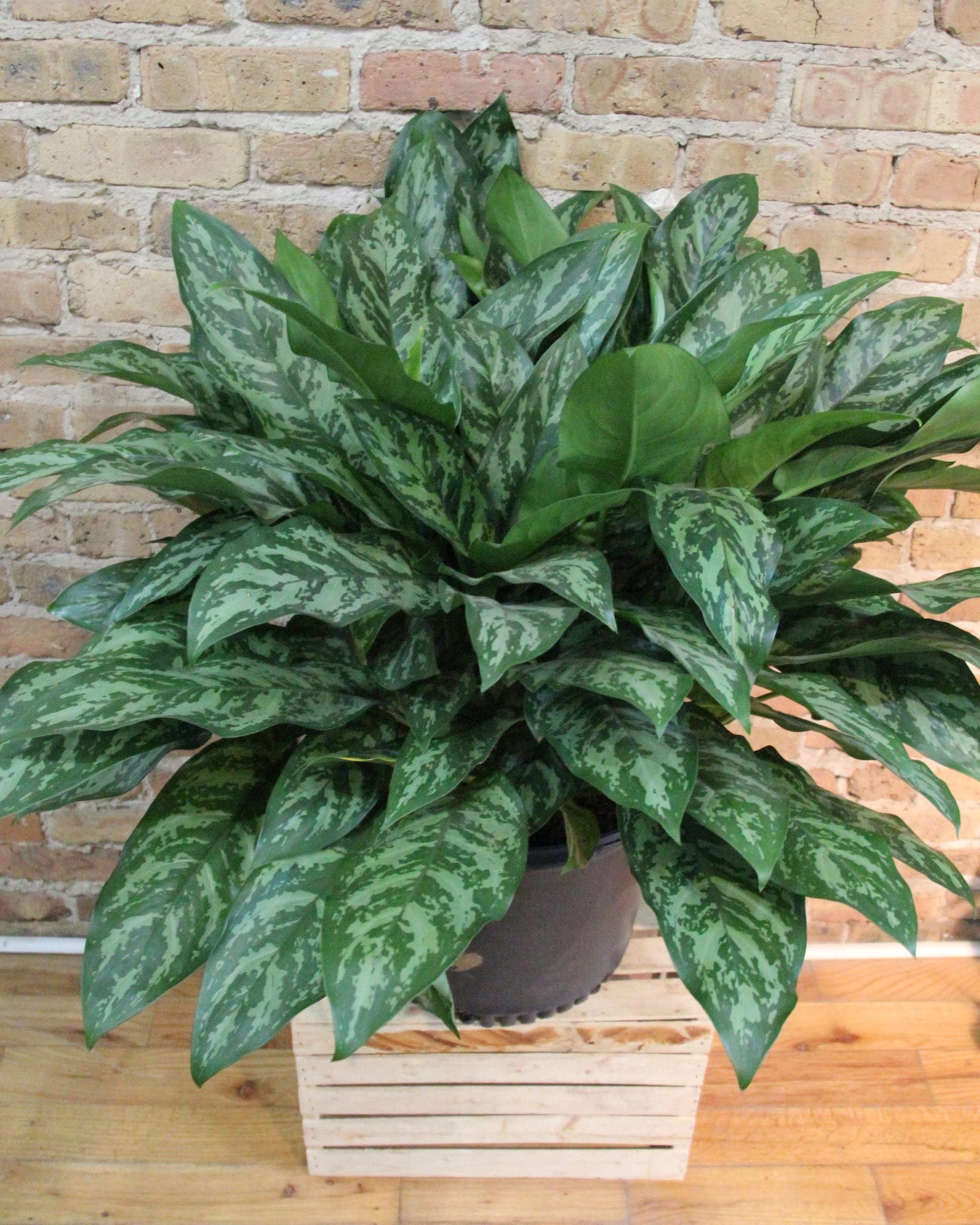 Aglaonema Chinese Evergreen Indoor Plant - Low Light Houseplant for Home, Office & Decor