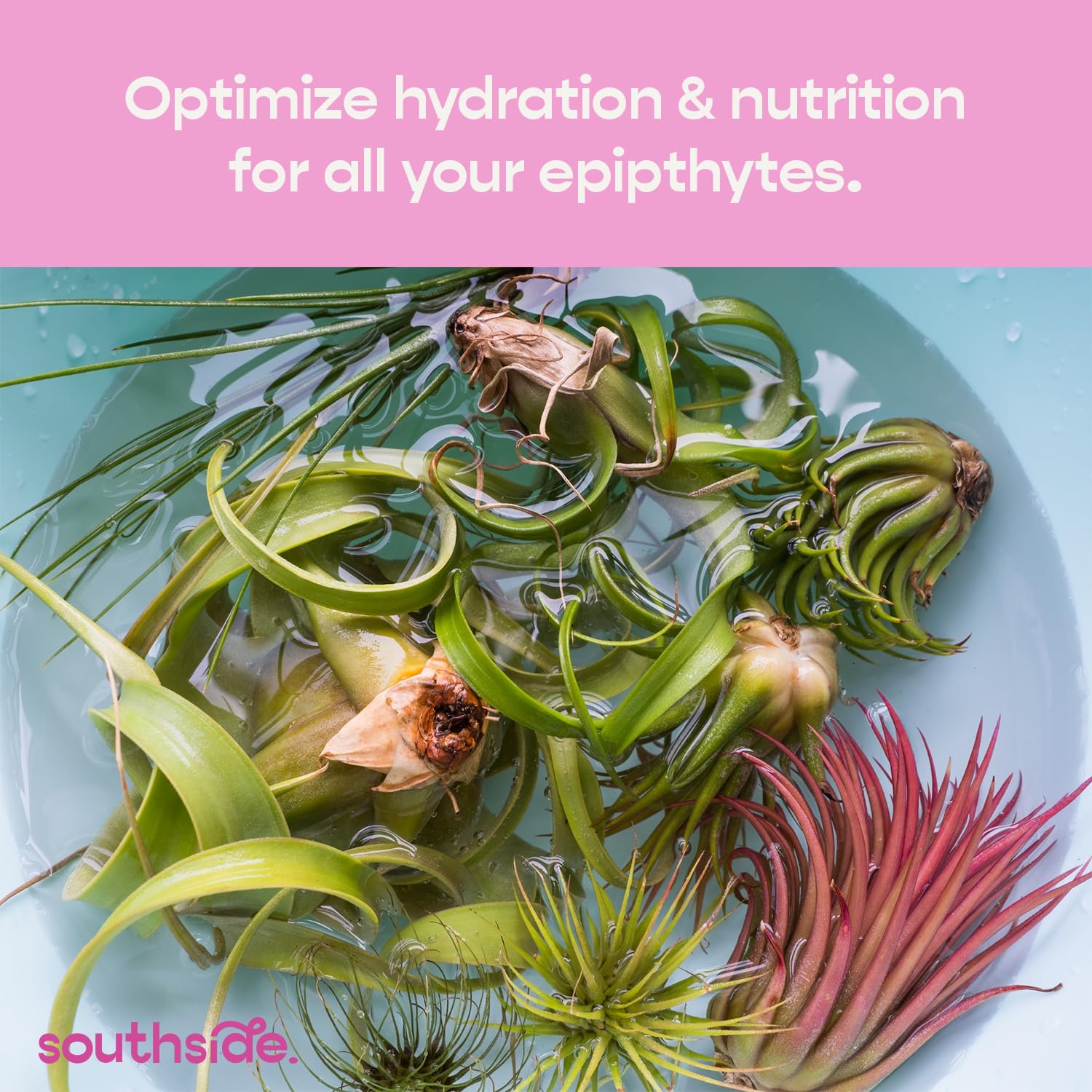 Air Plant Fertilizer Concentrated Soak by Southside Plants - Weekly Plant Food & Gentle Mist Formula for Houseplants - 1 oz | Perfect for Indoor Gardens, Terrariums & Home Decor