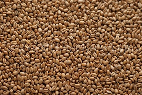 Organic Red Wheat Berries - 1 lb | Non-GMO, Whole Grain, High Protein | Perfect for Baking Bread, Cooking, and Healthy Recipes